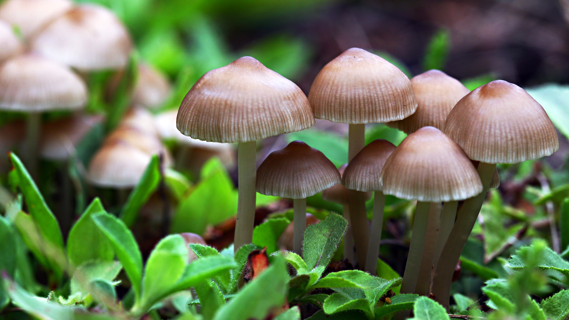 The Magic of Mushrooms, Healthy Living + Travel