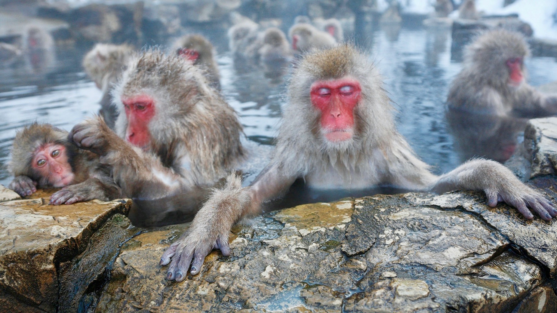 Japan’s Popular Bathing Monkeys, Healthy Living + Travel
