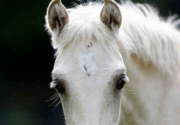 Oklahoma’s Choctaw horses discovered in Mississippi, Healthy Living + Travel