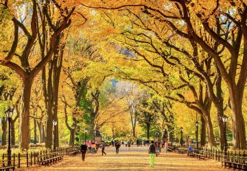 Central Park, New York City, Healthy Living + Travel
