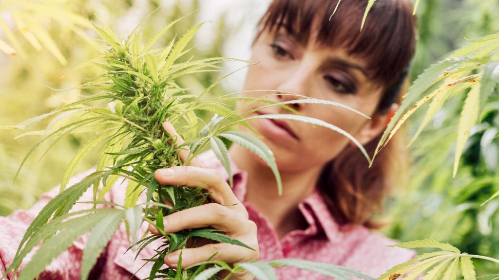 Cannabis, Juno CBD