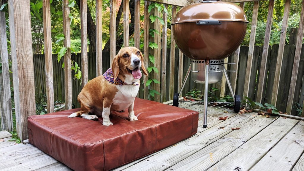 Cinnamon, Le Dog, Healthy Living + Travel