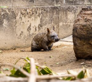 Wombat Joey, Wadu, Healthy Living + Travel