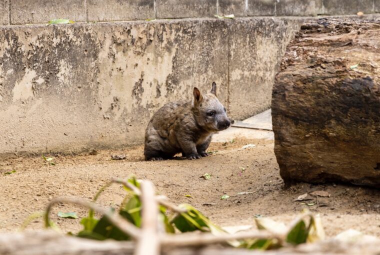 Wombat Joey, Wadu, Healthy Living + Travel