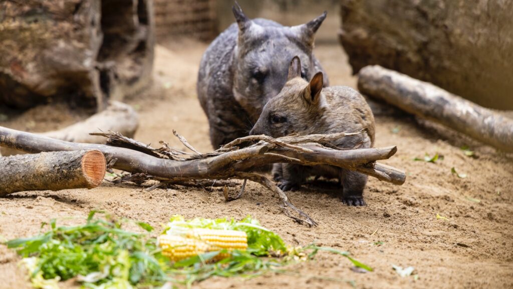 Wombat Joey, Healthy Living + Travel