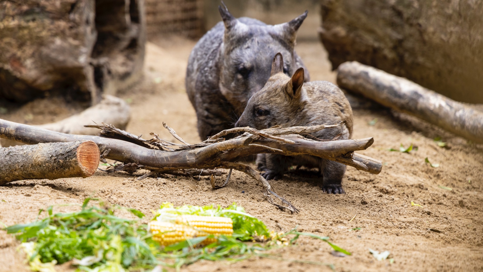 Wombat Joey arrives at Australia's Taronga Zoo - Healthy Living + Travel